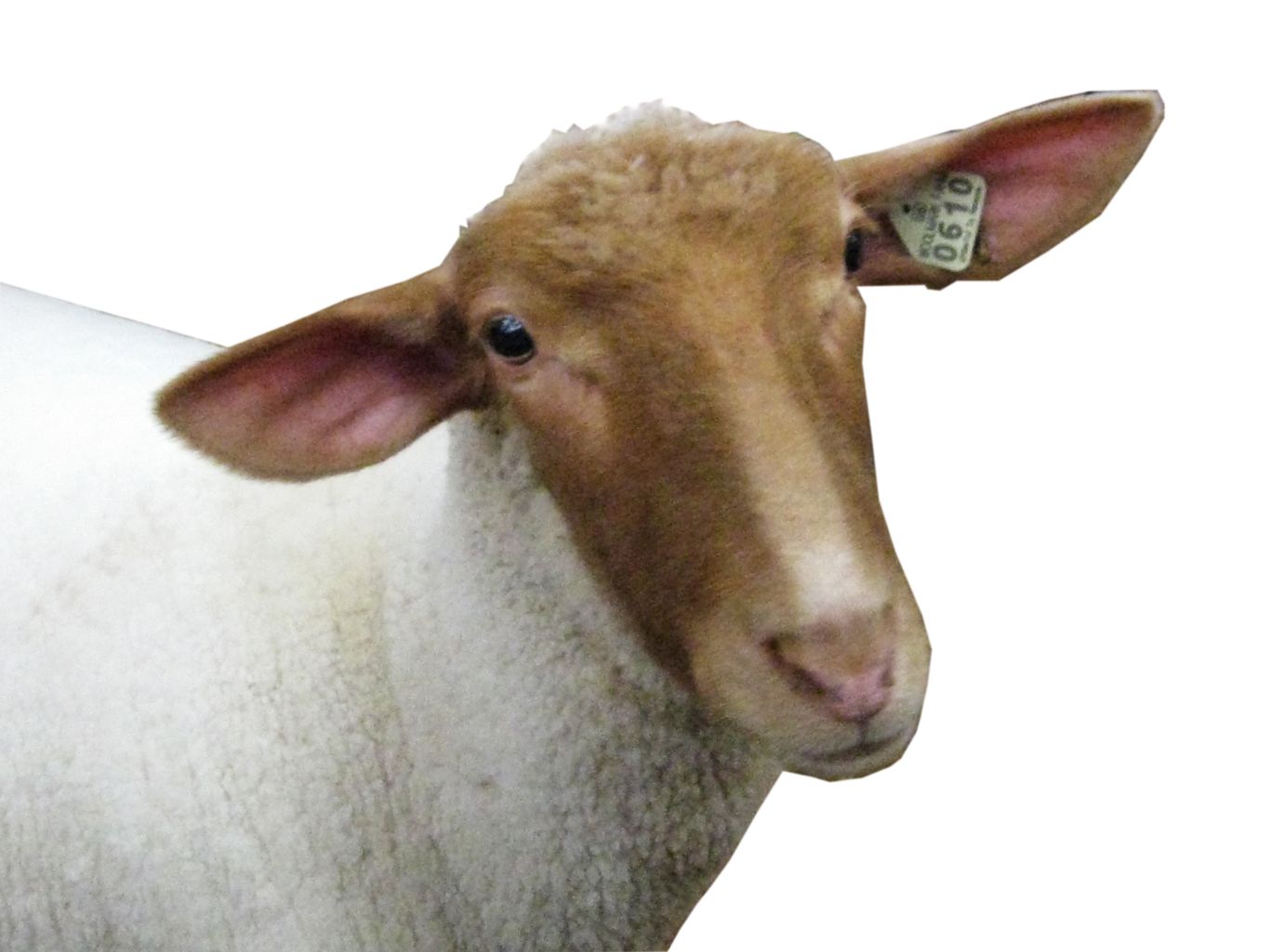 sheep head PNG image    图片编号:2188