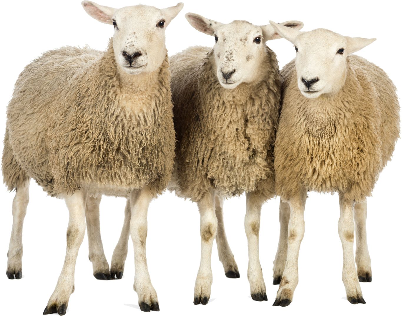 sheeps PNG image    图片编号:2190