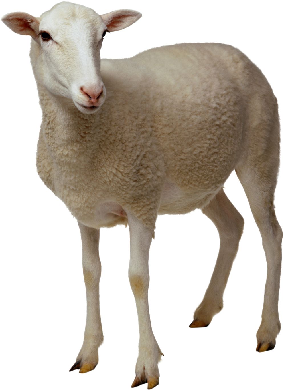 sheep PNG image    图片编号:2717