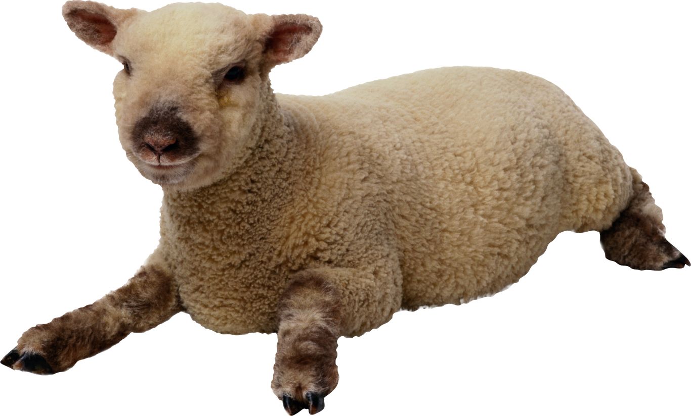 sheep PNG image    图片编号:2720
