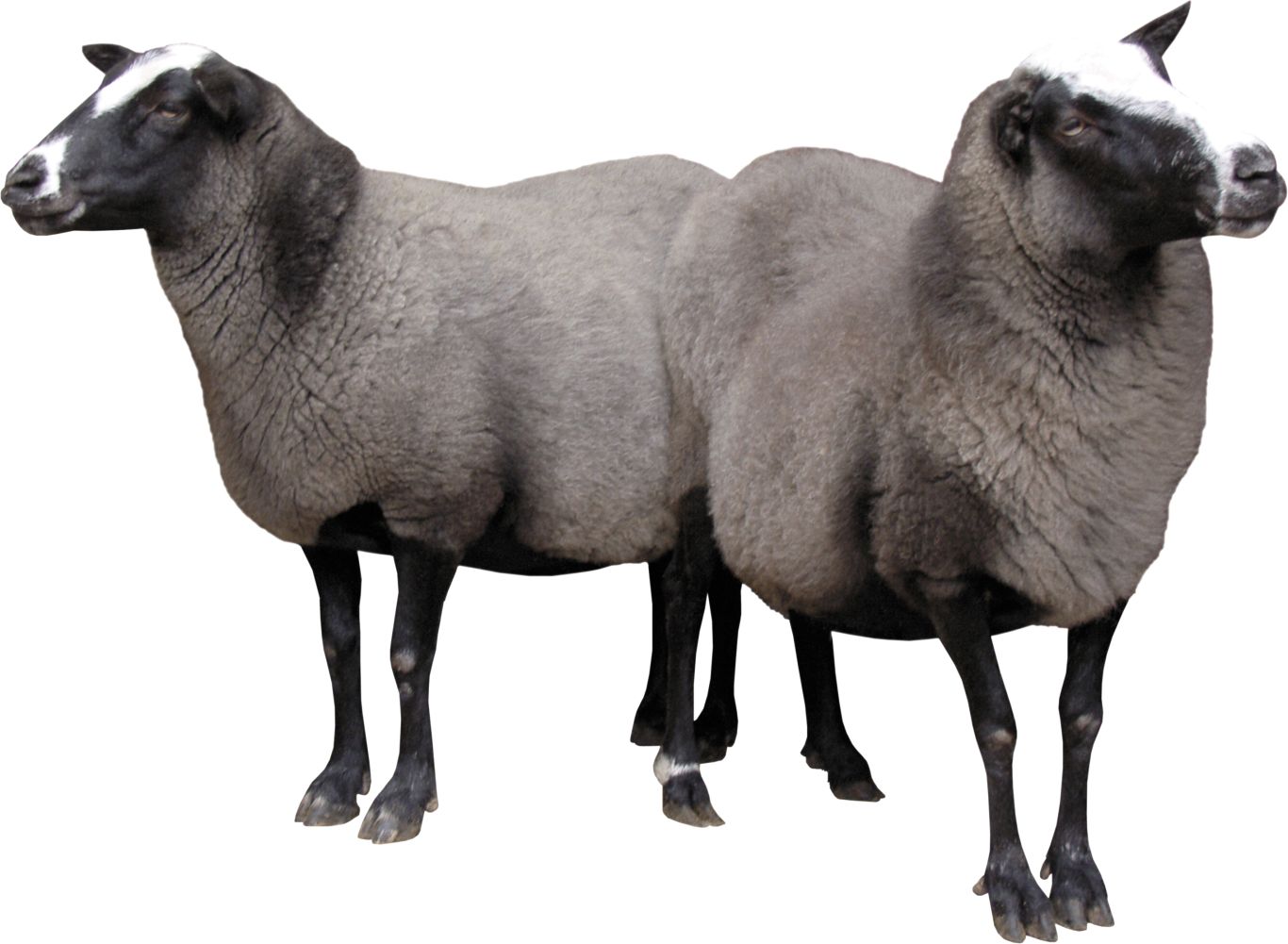 two sheeps PNG image    图片编号:2724