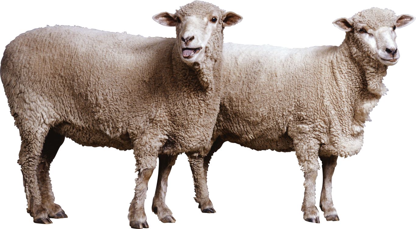 sheeps PNG image    图片编号:96504