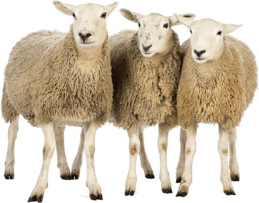 sheeps PNG image    图片编号:96505