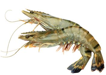 Shrimps PNG    图片编号:18253