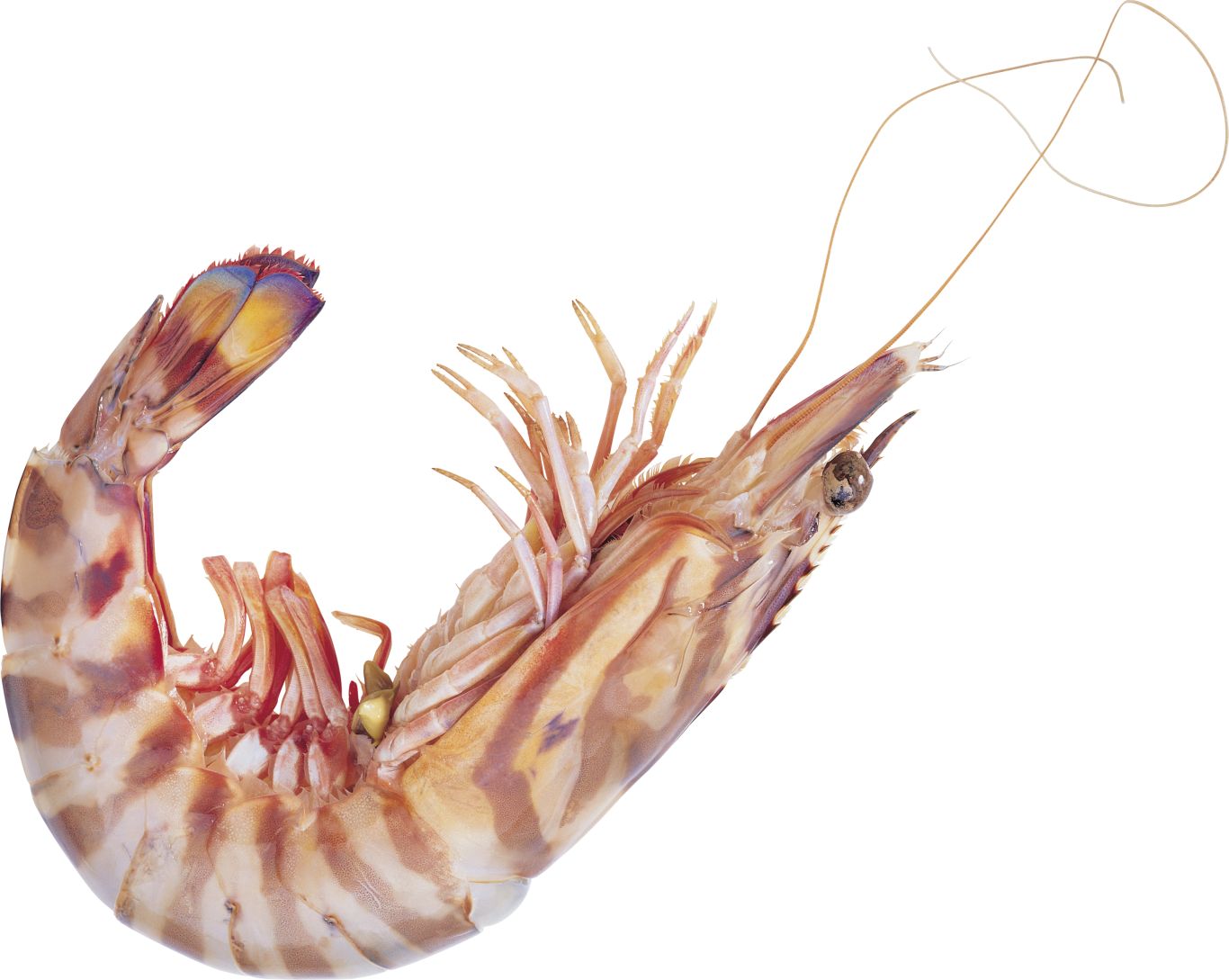 Shrimp PNG    图片编号:18254