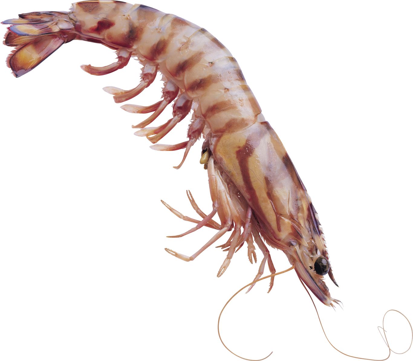 Shrimps PNG    图片编号:18255