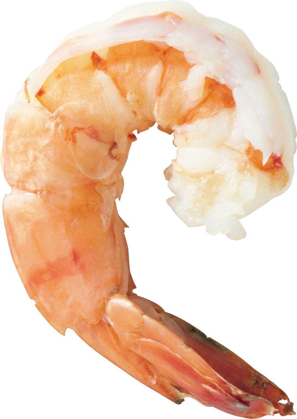 Shrimps PNG    图片编号:18256