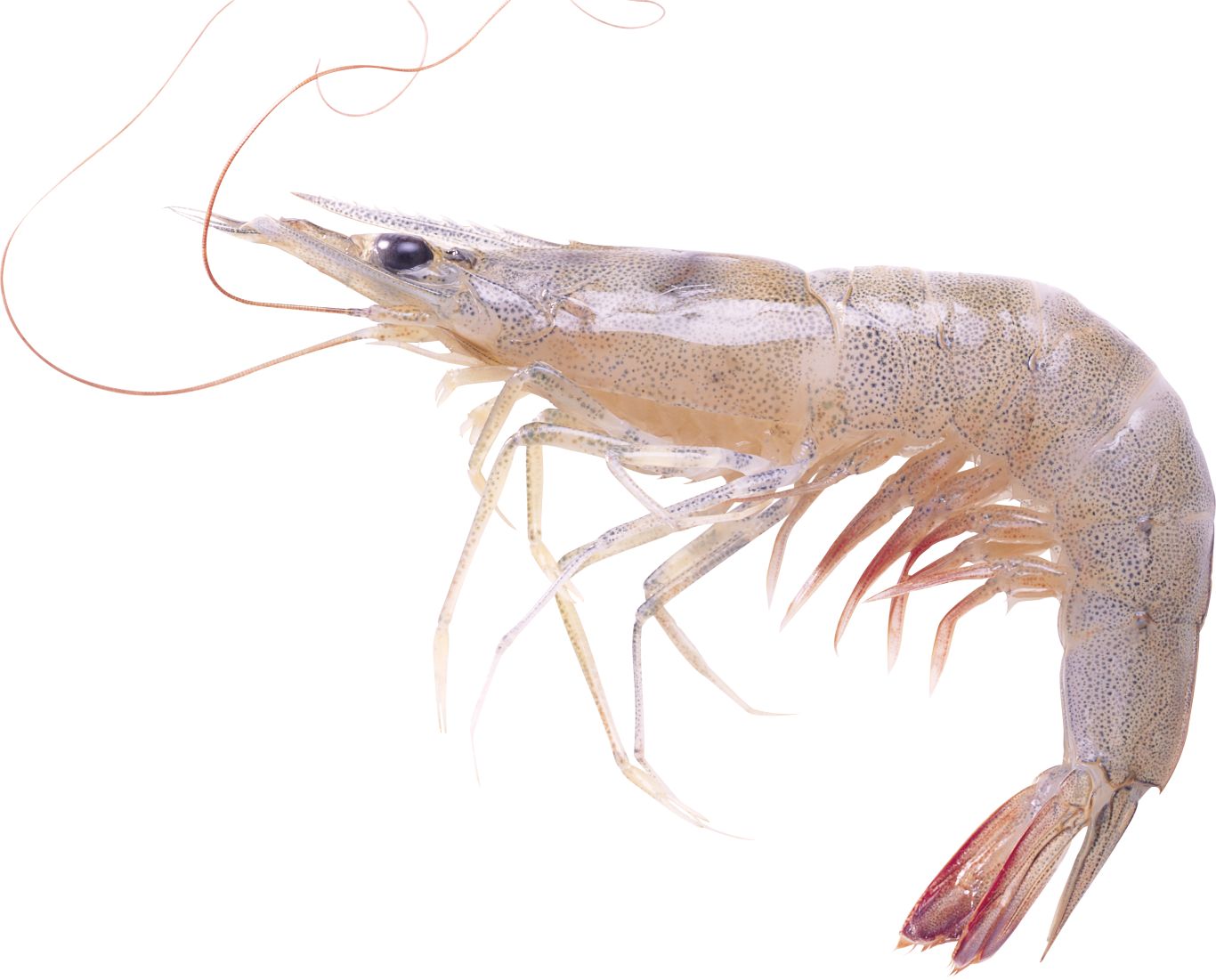 Shrimps PNG    图片编号:18257