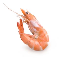 Shrimps PNG    图片编号:18258