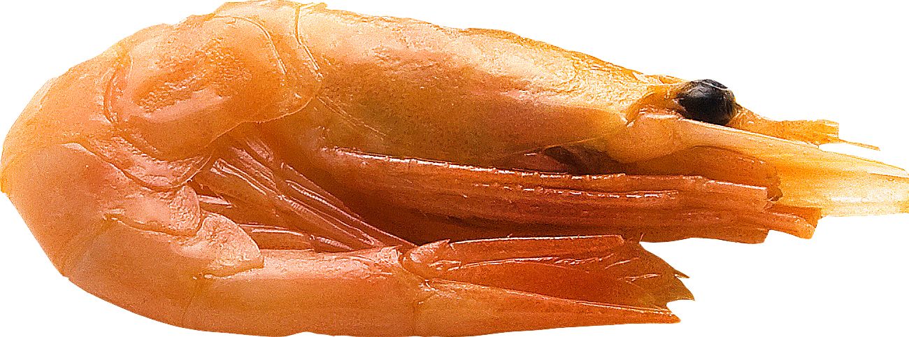 Shrimps PNG    图片编号:18259