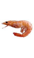 Shrimps PNG    图片编号:18260