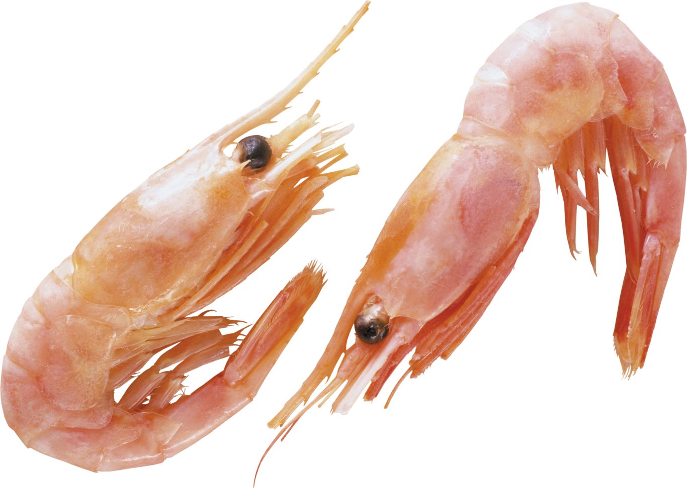 Shrimps PNG    图片编号:18261
