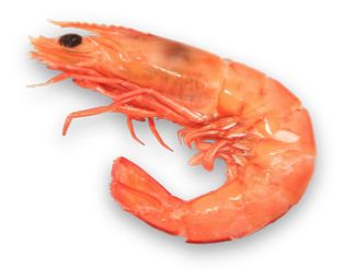 Shrimp PNG    图片编号:18263