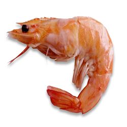 Shrimps PNG    图片编号:18264