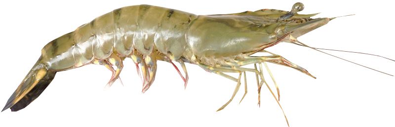 Shrimp PNG    图片编号:18265