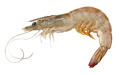 Shrimp PNG    图片编号:18267