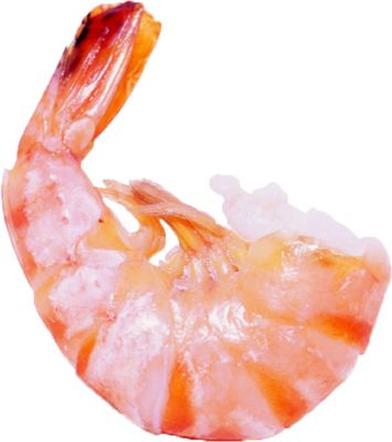 Shrimps PNG    图片编号:18271