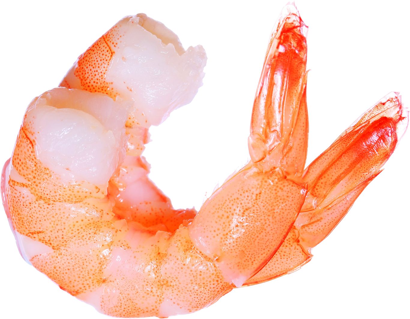 Shrimps PNG    图片编号:18273