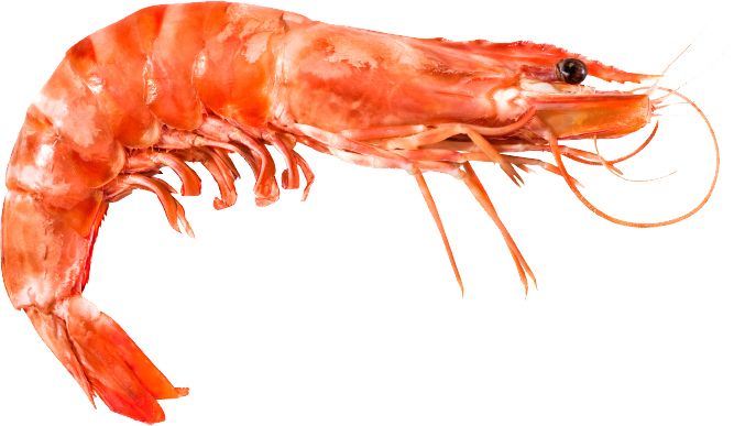 Shrimp PNG    图片编号:18274