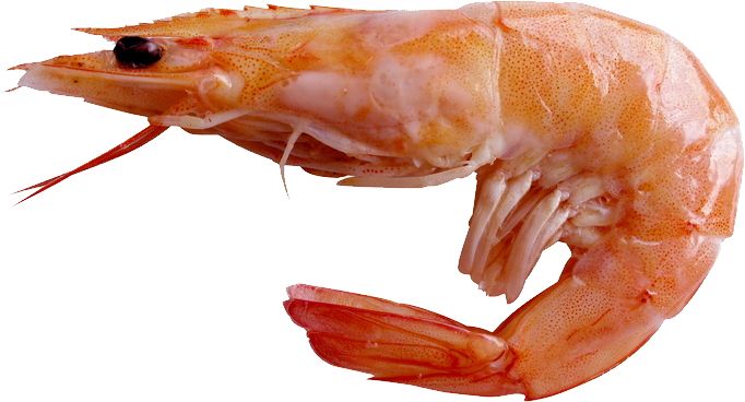 Shrimp PNG    图片编号:18277