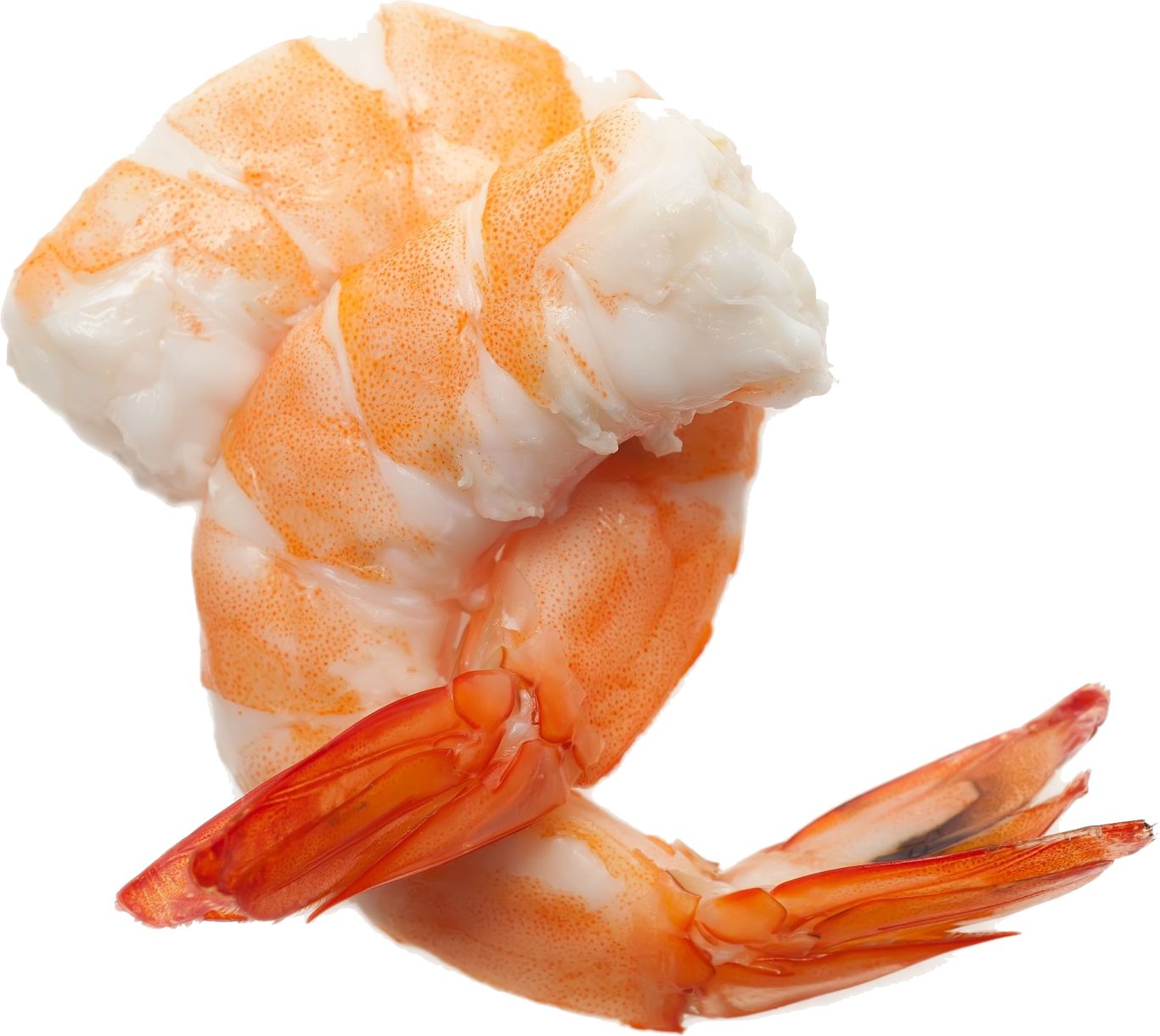Shrimp PNG image    图片编号:96459