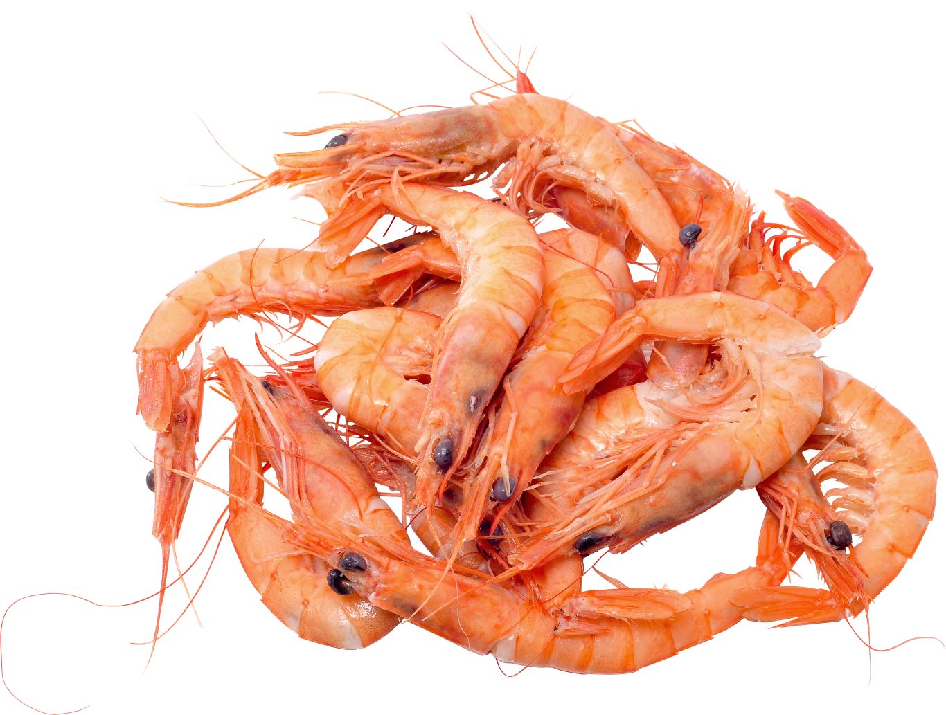 Shrimps PNG image    图片编号:96477