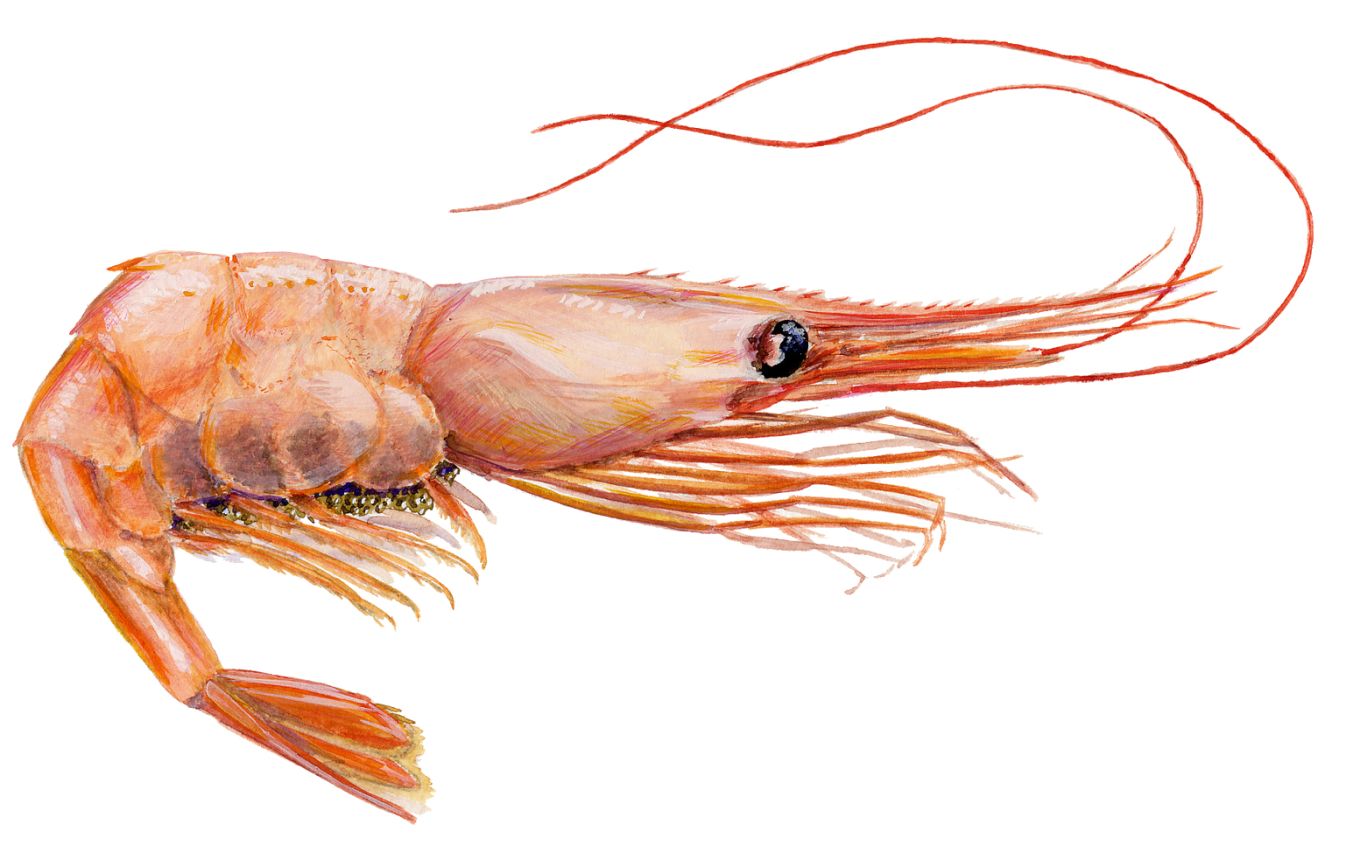 Shrimp PNG image    图片编号:96485
