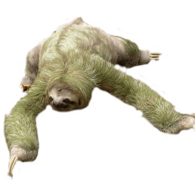 Sloth PNG    图片编号:71190