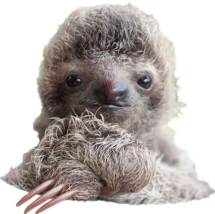 Sloth PNG    图片编号:71195