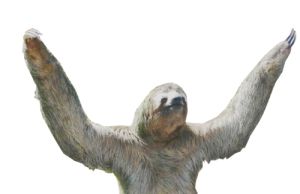 Sloth PNG    图片编号:71199