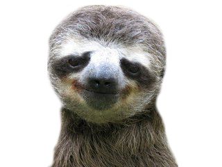 Sloth PNG    图片编号:71202