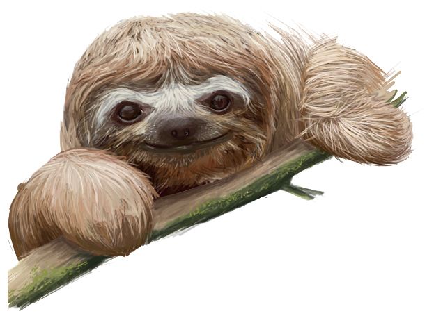 Sloth PNG    图片编号:71210