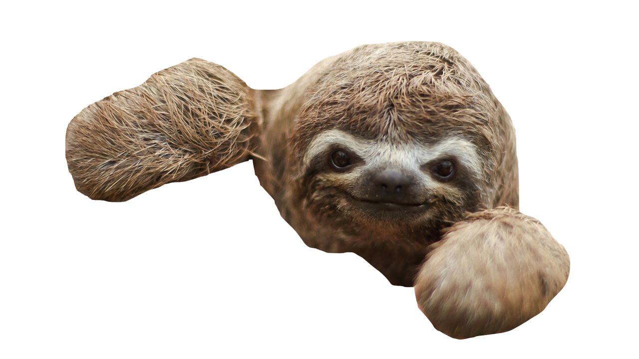 Sloth PNG    图片编号:71215