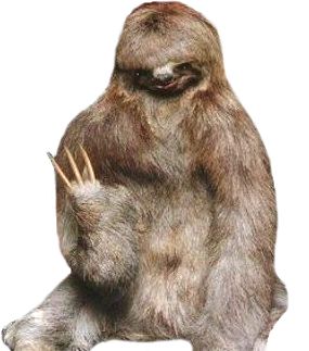 Sloth PNG    图片编号:71218