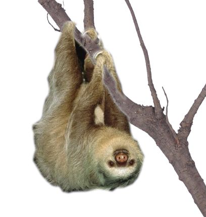 Sloth PNG    图片编号:71223