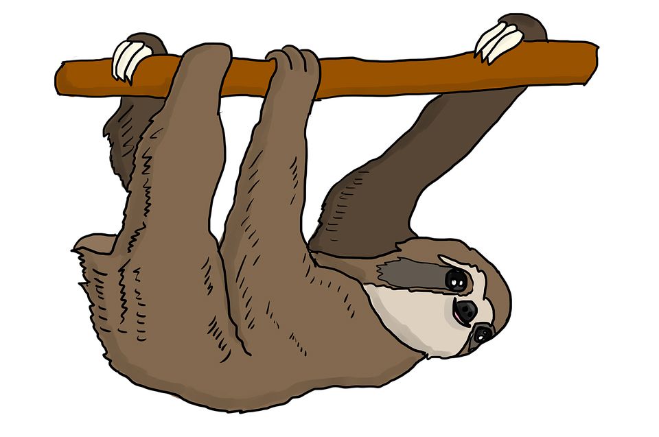 Sloth PNG    图片编号:71228