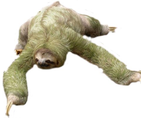 Sloth PNG    图片编号:71233