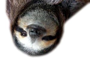 Sloth PNG    图片编号:71234