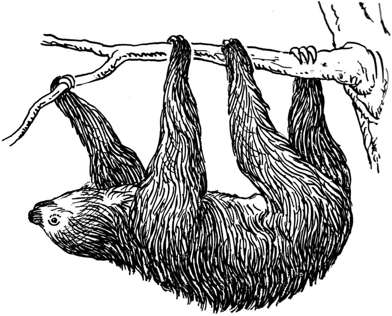 Sloth PNG    图片编号:71235