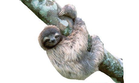 Sloth PNG    图片编号:71236