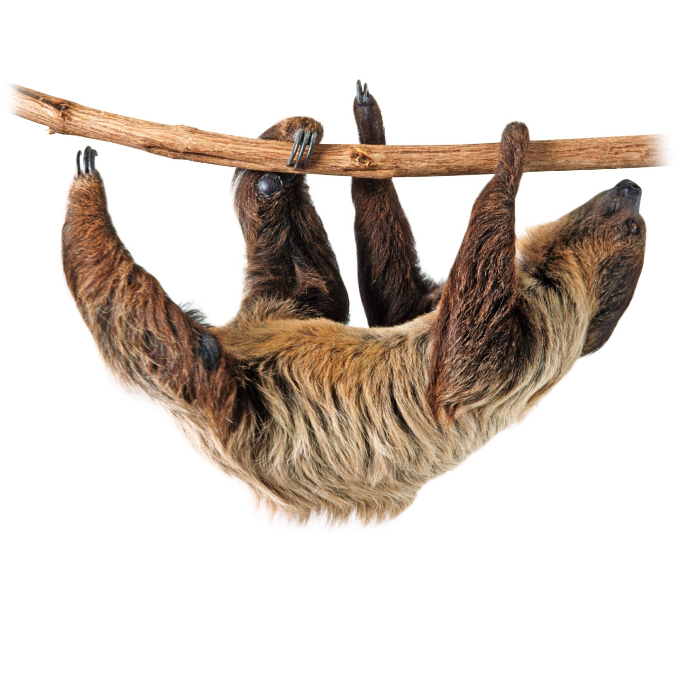 Sloth PNG    图片编号:71237