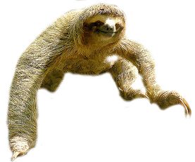 Sloth PNG    图片编号:71185