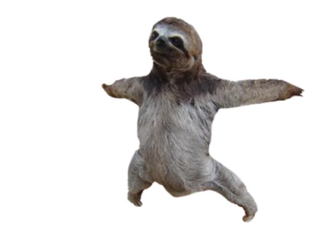 Sloth PNG    图片编号:71239
