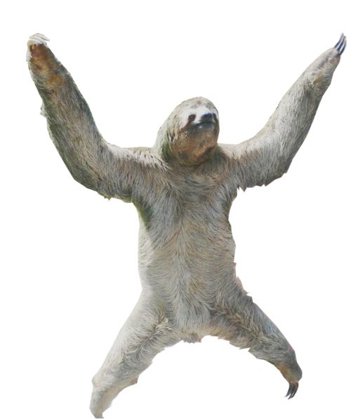 Sloth PNG    图片编号:71240