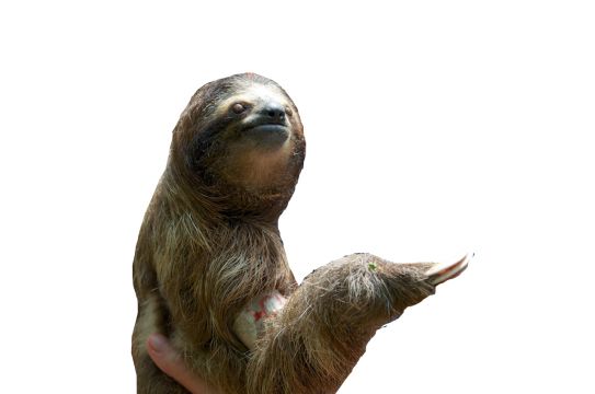 Sloth PNG    图片编号:71244