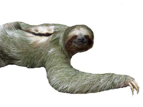 Sloth PNG    图片编号:71249