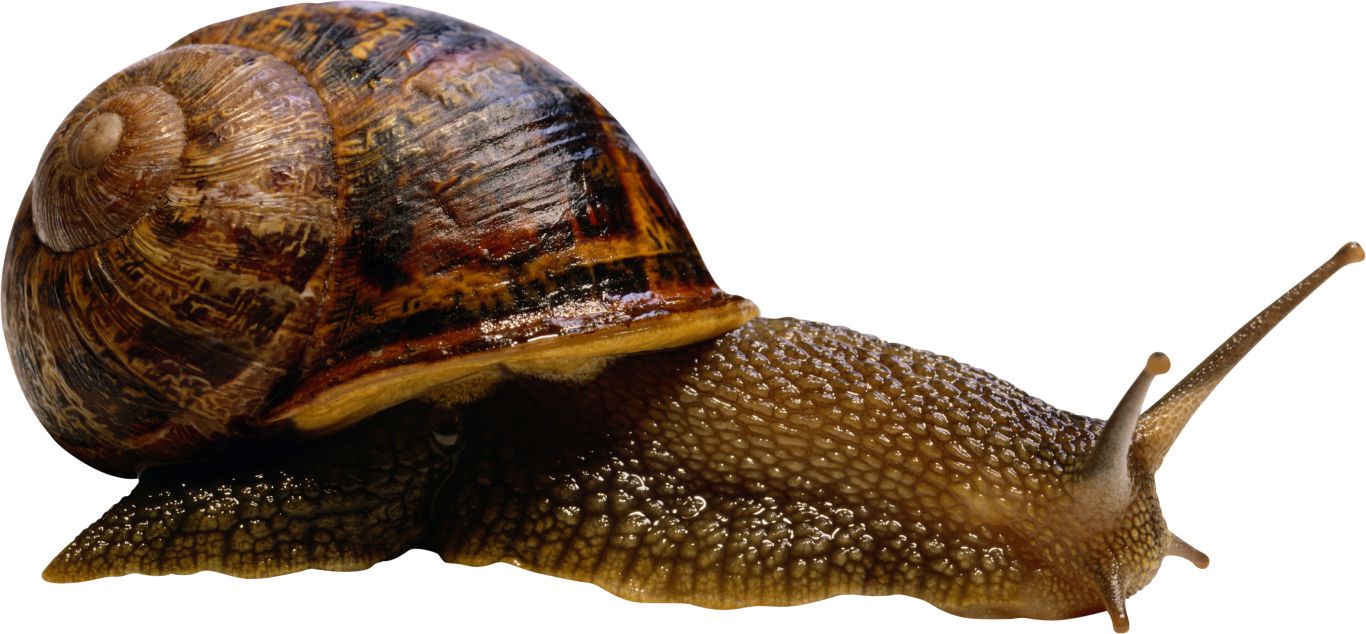 Snail PNG    图片编号:13191