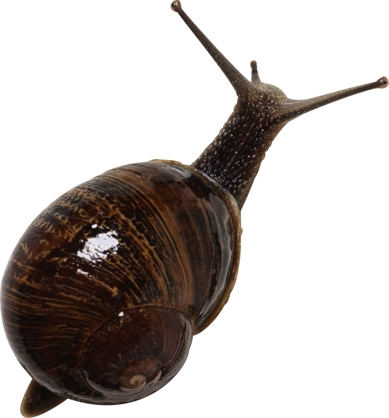 Snail PNG    图片编号:13192