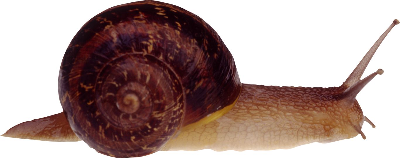 Snail PNG    图片编号:13193