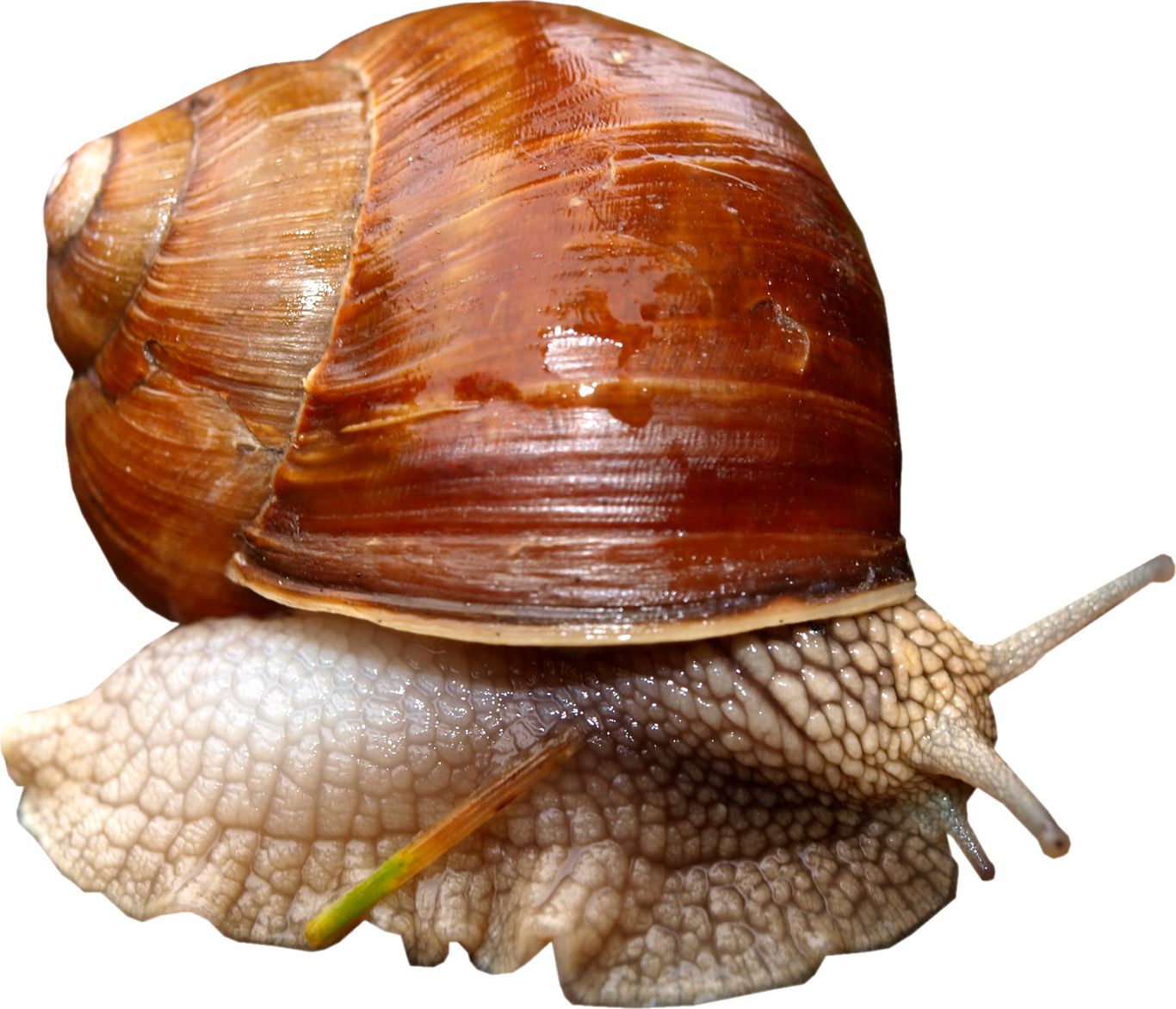 Snail PNG    图片编号:13194